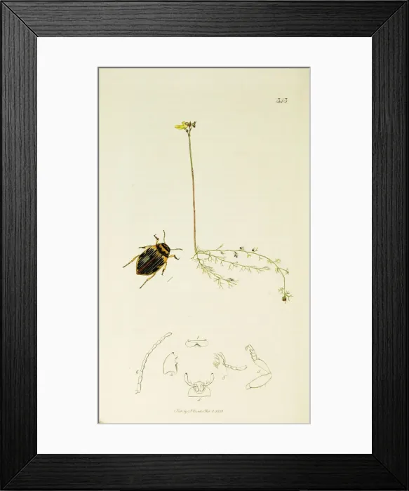 Framed Print : Curtis British Entomology Plate 343 Framed Print : Curtis British Entomology Plate 343