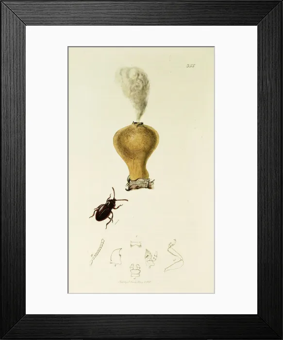 Framed Print : Curtis British Entomology Plate 355 Framed Print : Curtis British Entomology Plate 355