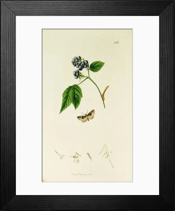 Framed Print : Curtis British Entomology Plate 356 Framed Print : Curtis British Entomology Plate 356