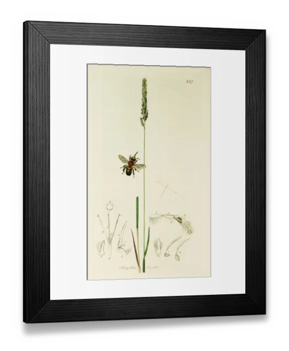 Framed Print : Curtis British Entomology Plate 357 Framed Print : Curtis British Entomology Plate 357