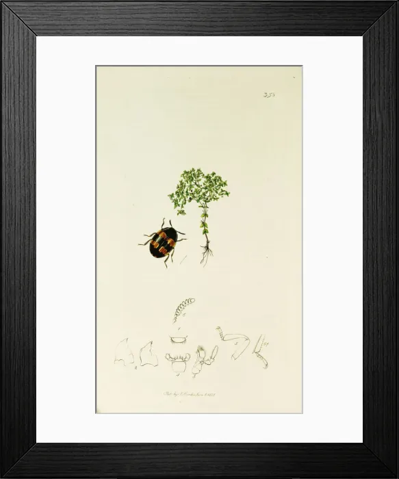 Framed Print : Curtis British Entomology Plate 358 Framed Print : Curtis British Entomology Plate 358
