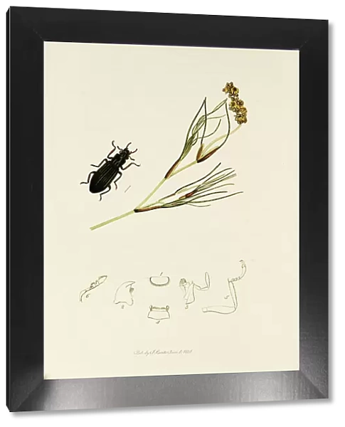 Curtis British Entomology Plate 359