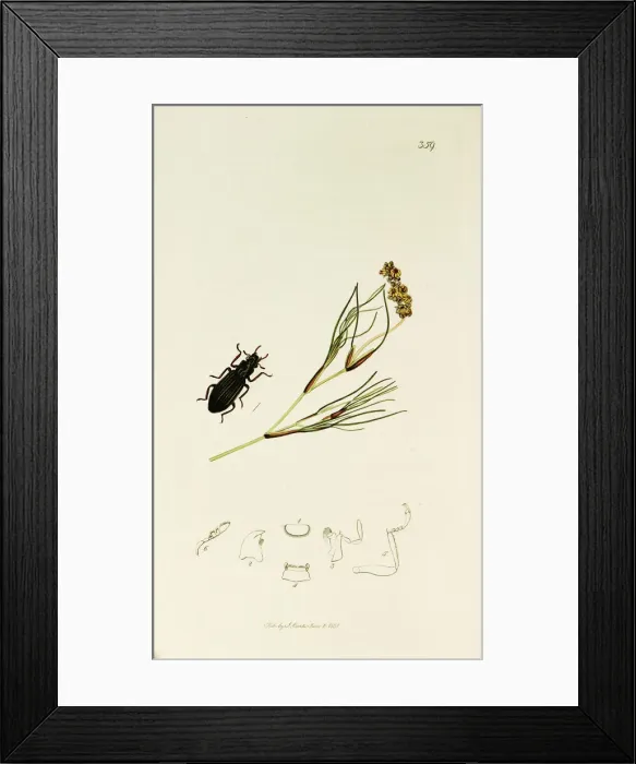 Framed Print : Curtis British Entomology Plate 359 Framed Print : Curtis British Entomology Plate 359