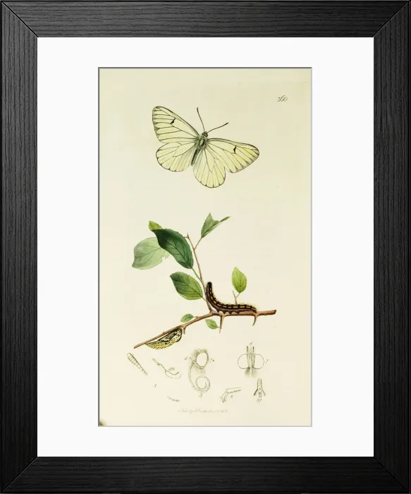 Framed Print : Curtis British Entomology Plate 360 Framed Print : Curtis British Entomology Plate 360