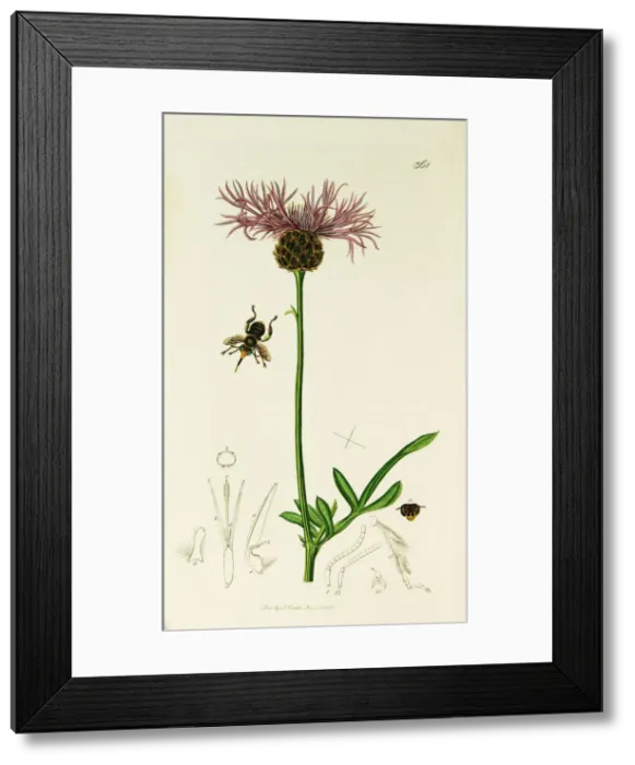 Framed Print : Curtis British Entomology Plate 361 Framed Print : Curtis British Entomology Plate 361