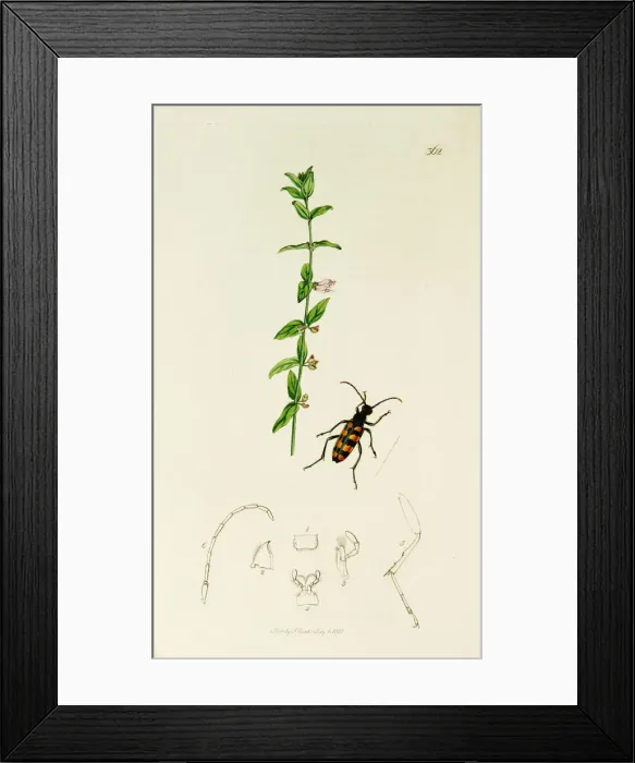 Framed Print : Curtis British Entomology Plate 362