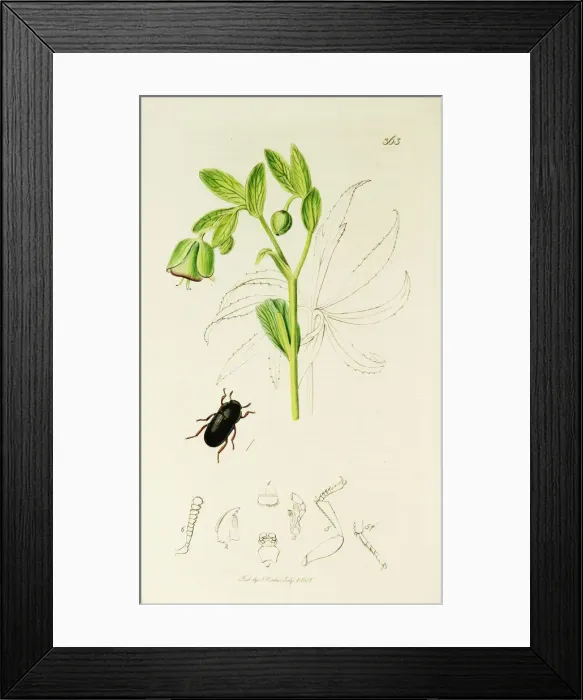 Framed Print : Curtis British Entomology Plate 363