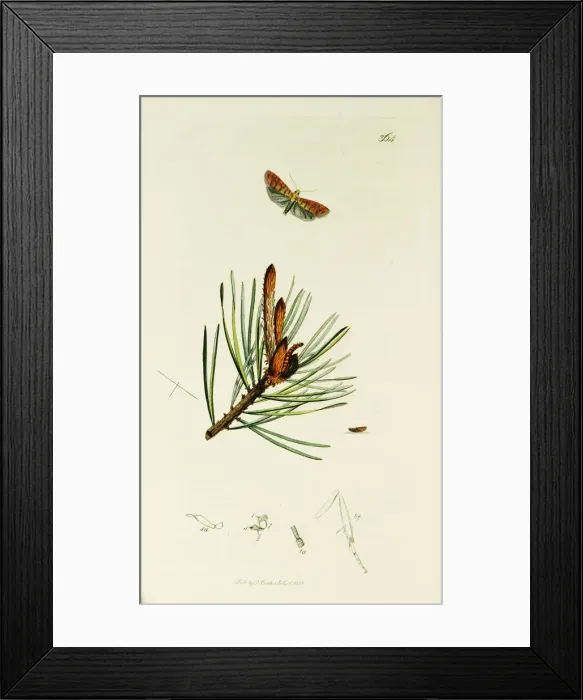 Framed Print : Curtis British Entomology Plate 364 Framed Print : Curtis British Entomology Plate 364