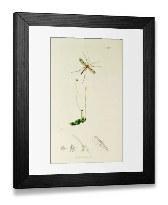 Framed Print : Curtis British Entomology Plate 365 Framed Print : Curtis British Entomology Plate 365