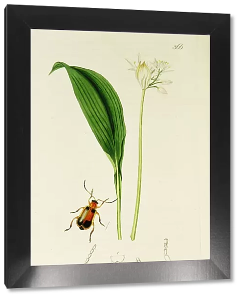 Curtis British Entomology Plate 366