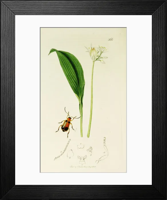 Framed Print : Curtis British Entomology Plate 366 Framed Print : Curtis British Entomology Plate 366