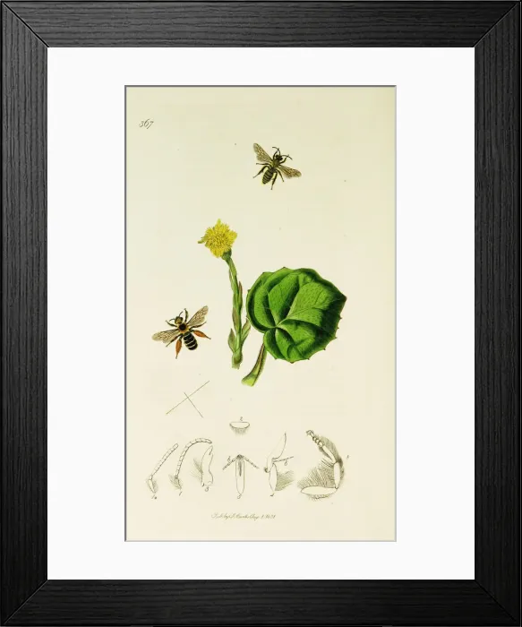 Framed Print : Curtis British Entomology Plate 367 Framed Print : Curtis British Entomology Plate 367