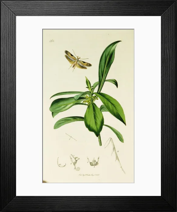 Framed Print : Curtis British Entomology Plate 368 Framed Print : Curtis British Entomology Plate 368