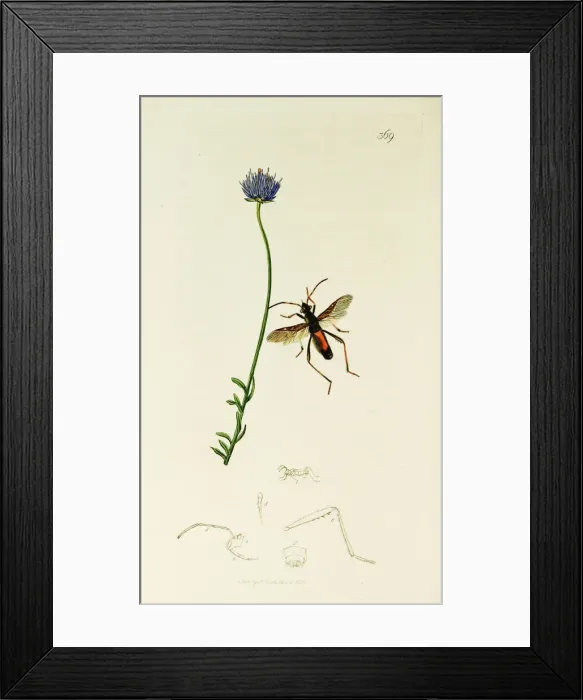 Framed Print : Curtis British Entomology Plate 369 Framed Print : Curtis British Entomology Plate 369