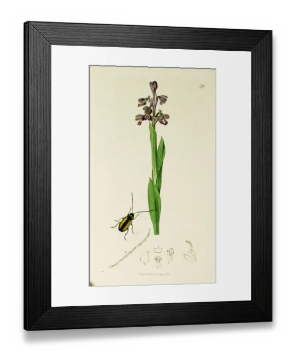 Framed Print : Curtis British Entomology Plate 370 Framed Print : Curtis British Entomology Plate 370