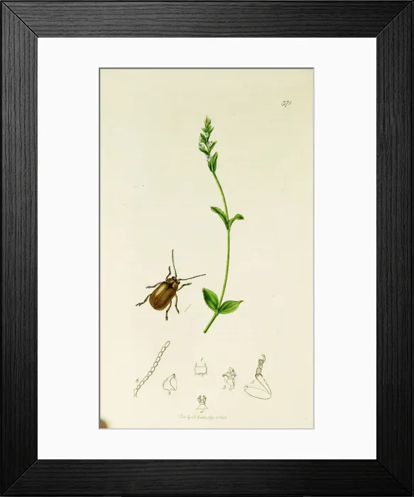 Framed Print : Curtis British Entomology Plate 371