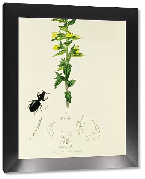 Curtis British Entomology Plate 354