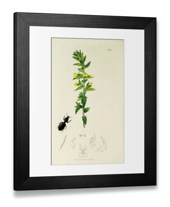 Framed Print : Curtis British Entomology Plate 354 Framed Print : Curtis British Entomology Plate 354