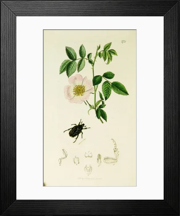 Framed Print : Curtis British Entomology Plate 374 Framed Print : Curtis British Entomology Plate 374