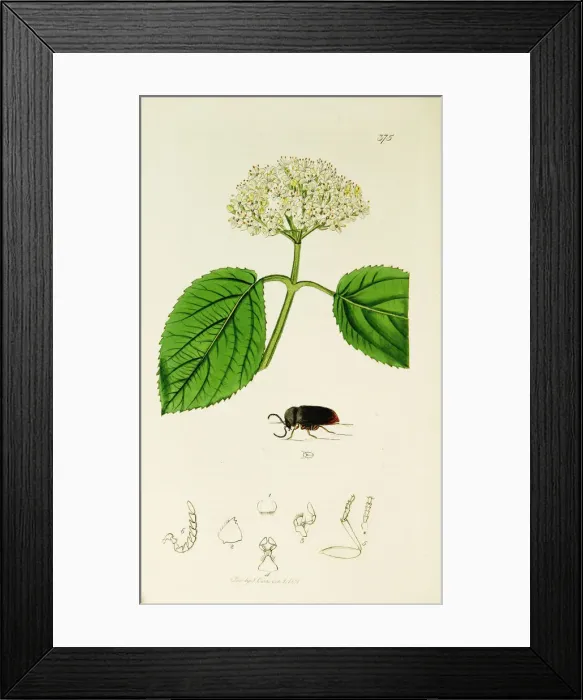 Framed Print : Curtis British Entomology Plate 375 Framed Print : Curtis British Entomology Plate 375