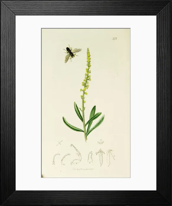 Framed Print : Curtis British Entomology Plate 373