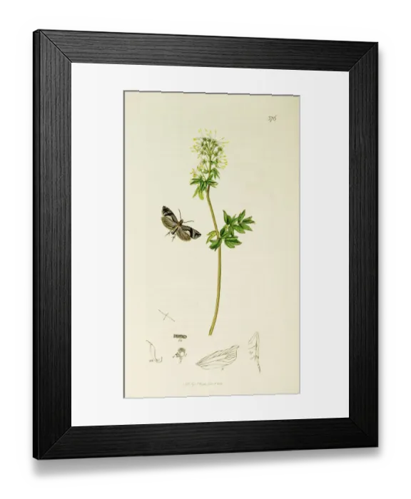 Framed Print : Curtis British Entomology Plate 376 Framed Print : Curtis British Entomology Plate 376