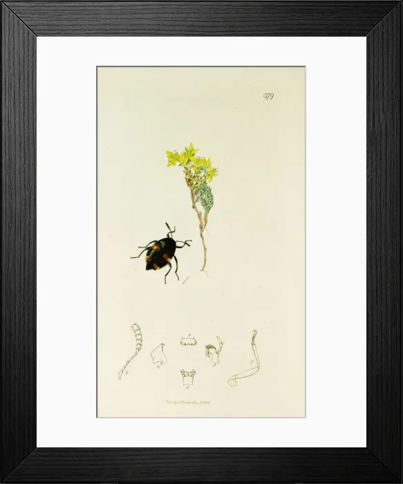 Framed Print : Curtis British Entomology Plate 379 Framed Print : Curtis British Entomology Plate 379
