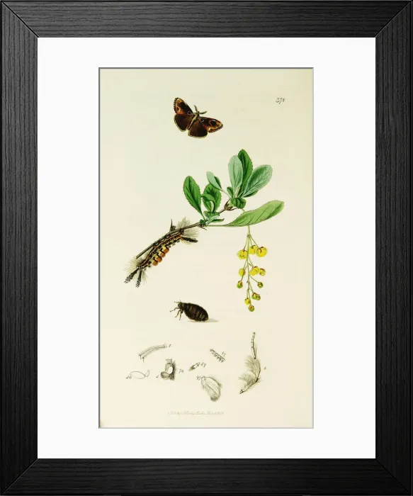 Framed Print : Curtis British Entomology Plate 378 Framed Print : Curtis British Entomology Plate 378