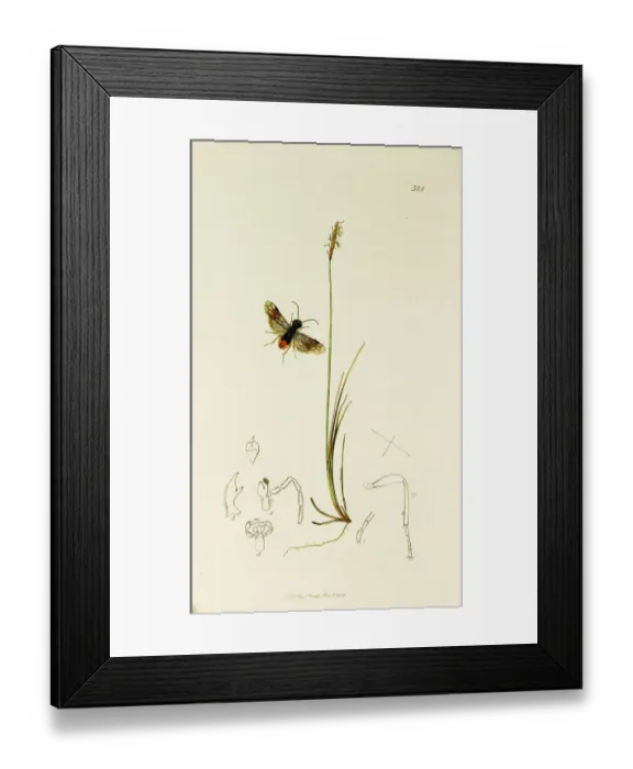 Framed Print : Curtis British Entomology Plate 381 Framed Print : Curtis British Entomology Plate 381