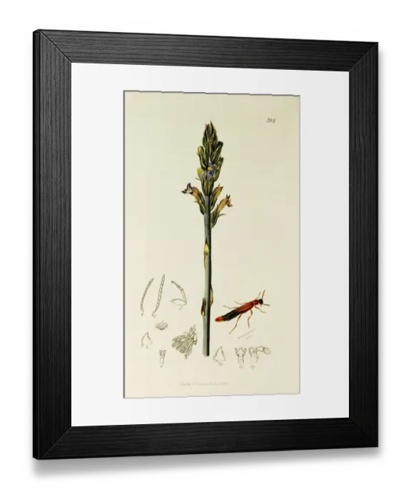 Framed Print : Curtis British Entomology Plate 382 Framed Print : Curtis British Entomology Plate 382