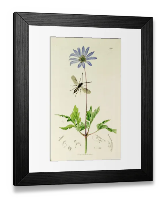 Framed Print : Curtis British Entomology Plate 383 Framed Print : Curtis British Entomology Plate 383
