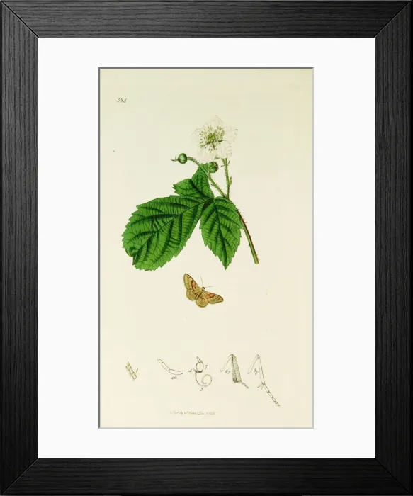 Framed Print : Curtis British Entomology Plate 384 Framed Print : Curtis British Entomology Plate 384