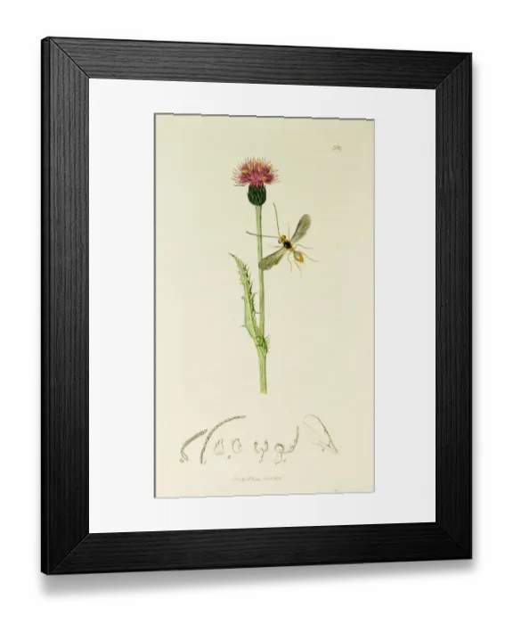 Framed Print : Curtis British Entomology Plate 380 Framed Print : Curtis British Entomology Plate 380