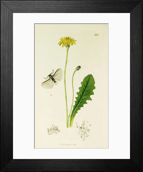Framed Print : Curtis British Entomology Plate 385 Framed Print : Curtis British Entomology Plate 385