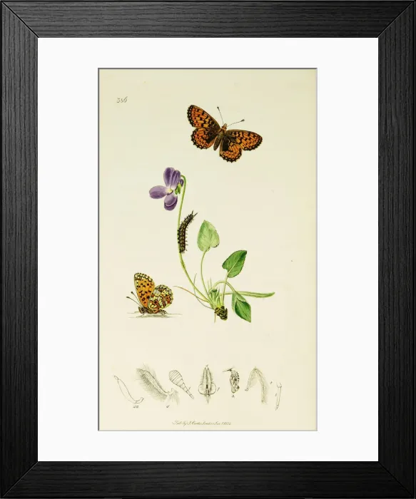 Framed Print : Curtis British Entomology Plate 386 Framed Print : Curtis British Entomology Plate 386