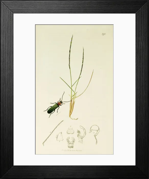 Framed Print : Curtis British Entomology Plate 390 Framed Print : Curtis British Entomology Plate 390