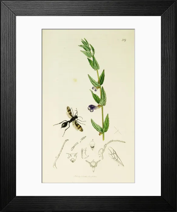 Framed Print : Curtis British Entomology Plate 389 Framed Print : Curtis British Entomology Plate 389
