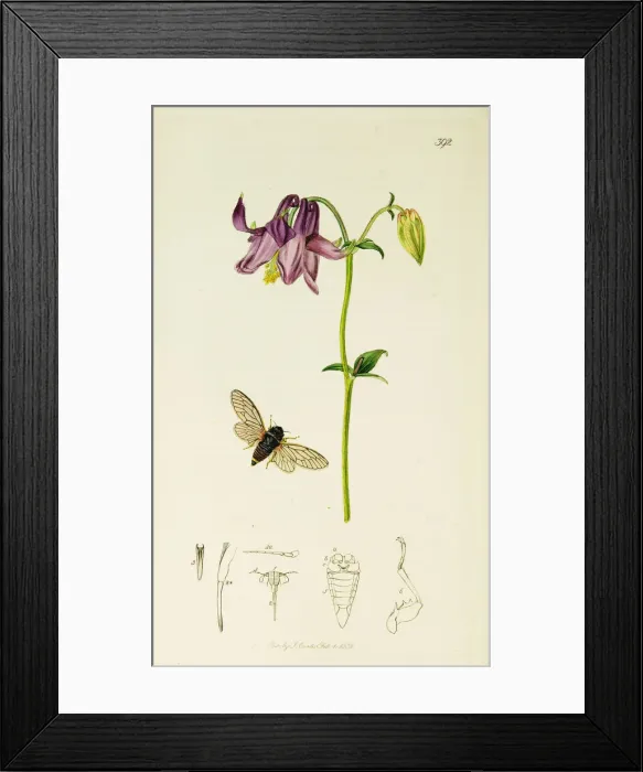 Framed Print : Curtis British Entomology Plate 392 Framed Print : Curtis British Entomology Plate 392