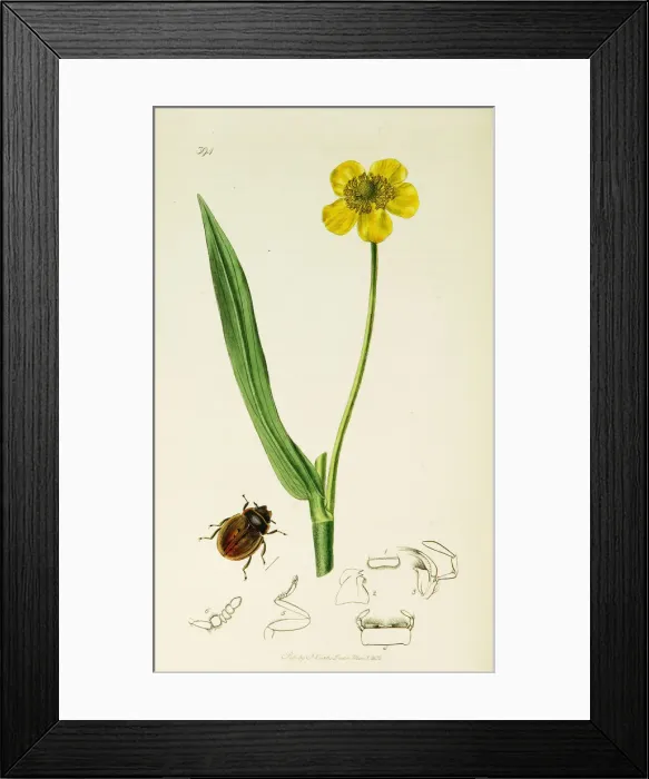 Framed Print : Curtis British Entomology Plate 394 Framed Print : Curtis British Entomology Plate 394