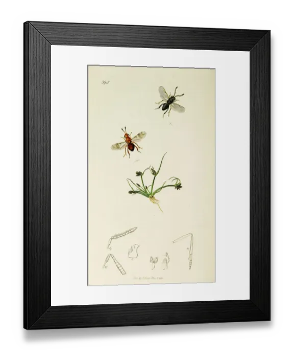 Framed Print : Curtis British Entomology Plate 395 Framed Print : Curtis British Entomology Plate 395