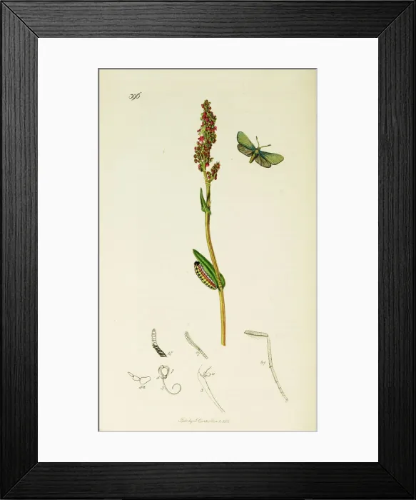 Framed Print : Curtis British Entomology Plate 396 Framed Print : Curtis British Entomology Plate 396