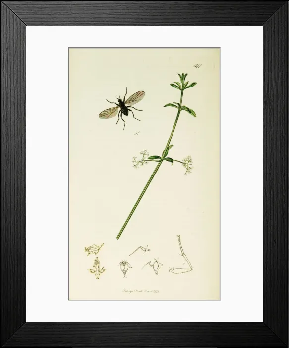 Framed Print : Curtis British Entomology Plate 397 Framed Print : Curtis British Entomology Plate 397