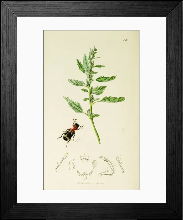 Framed Print : Curtis British Entomology Plate 398 Framed Print : Curtis British Entomology Plate 398