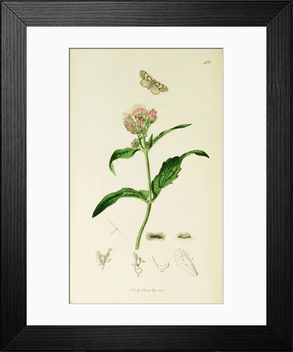 Framed Print : Curtis British Entomology Plate 400 Framed Print : Curtis British Entomology Plate 400