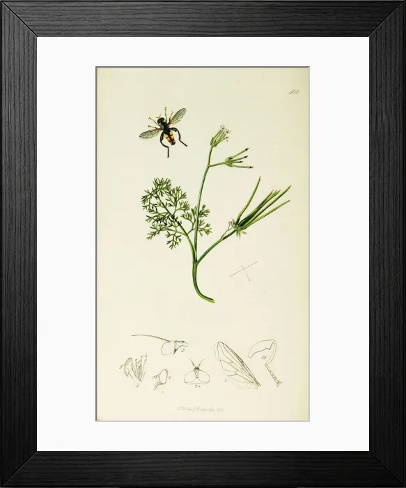 Framed Print : Curtis British Entomology Plate 401 Framed Print : Curtis British Entomology Plate 401
