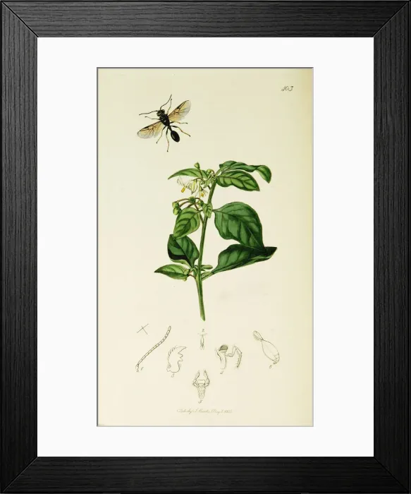 Framed Print : Curtis British Entomology Plate 403 Framed Print : Curtis British Entomology Plate 403