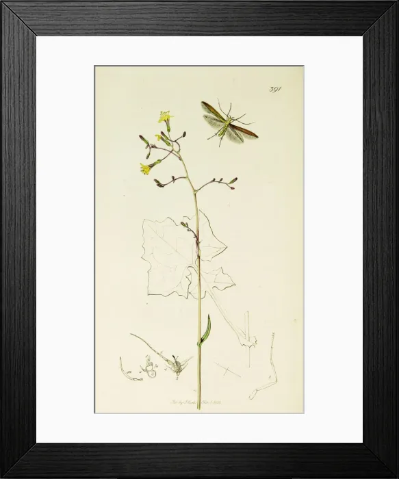 Framed Print : Curtis British Entomology Plate 391 Framed Print : Curtis British Entomology Plate 391