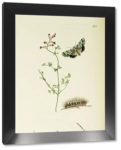Curtis British Entomology Plate 404