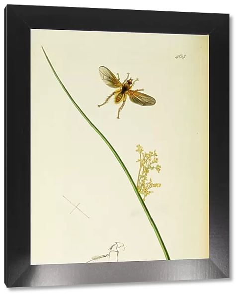 Curtis British Entomology Plate 405