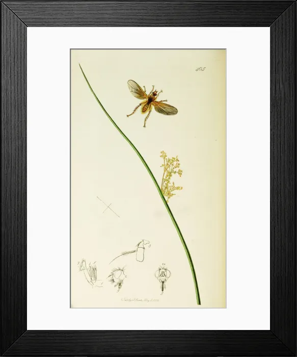 Framed Print : Curtis British Entomology Plate 405 Framed Print : Curtis British Entomology Plate 405
